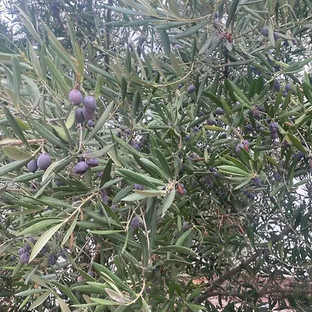 Tres Olivos